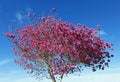 The showy pink tabebuia tree