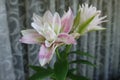 Showy pink and white flowers of double lilies