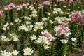 Showy pink, white and red flowers of lilies