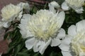 Showy pure white flowers of peonies Royalty Free Stock Photo