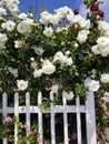 California Garden Series - Red and White Roses with White Fence
