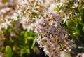 Showy stonecrop flowers, hylotelephium spectabile