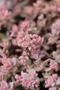 Showy stonecrop