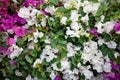 Showy white leaves from the variegated Hawaiian snowbush, breynia disticha