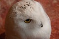 Showy white scandiaca Siberian owl