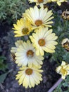 Showy yellow flowers in the nursery. Dimorphotheca sinuata Royalty Free Stock Photo