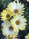 Showy yellow flowers in the nursery. Dimorphotheca sinuata Royalty Free Stock Photo