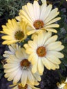 Showy yellow flowers in the nursery. Dimorphotheca sinuata Royalty Free Stock Photo