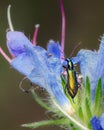 Shpanka beetle, shpanka fly Lytta vesicatoria