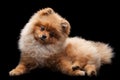 Shpitz over black background Royalty Free Stock Photo