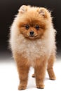 Shpitz puppy Royalty Free Stock Photo