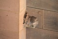 Shrapnel and Bomb Damage at Coventry Cathedral