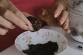 Shredded dried fruit sweets. Balls of prunes, dates and coconut. With a sprinkle of black sesame powder Royalty Free Stock Photo