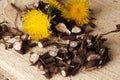 Shredded roots and flowers of dandelion on vintage wooden background with copy space, the process of procuring medicinal herbs,