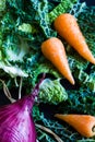 Shredded savoy cabbage, red onion and baby chantenay carrots Royalty Free Stock Photo