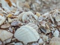 Shredded seashells Royalty Free Stock Photo