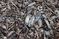 Shredded wood and wood chips after crushed recycling shows natural footpath in a forest or garden with compost or mulch from shavi Royalty Free Stock Photo