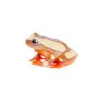 Shreve's Sarayacu treefrog isolated on white