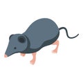Shrew icon isometric vector. African animal Royalty Free Stock Photo