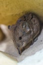 Shrew - Soricidae Royalty Free Stock Photo