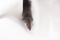 shrew on a white background curiously sticks its nose Royalty Free Stock Photo