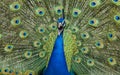 Shrieking peacock framed by colorful plumage - Portrait Royalty Free Stock Photo