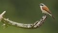 Shrike on a branch