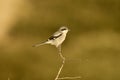 Shrike on a dry tree trunk Royalty Free Stock Photo