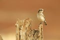 shrike on a dry tree trunk Royalty Free Stock Photo