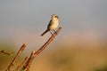 shrike perches on the branch Royalty Free Stock Photo