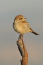Shrike perches on a tree branch Royalty Free Stock Photo