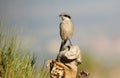 shrike perches on a tree trunk Royalty Free Stock Photo