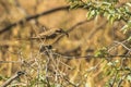 Shrike with a spider kill