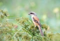 Shrike Royalty Free Stock Photo