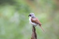 Shrike Royalty Free Stock Photo