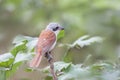 Shrike Royalty Free Stock Photo