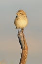 Shrike Royalty Free Stock Photo