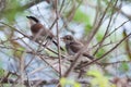 Shrikes