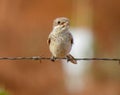 Common shrike Laniidae Close Up Royalty Free Stock Photo