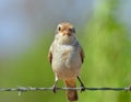 Common shrike Laniidae Close Up Royalty Free Stock Photo