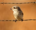 Common shrike Laniidae Close Up Royalty Free Stock Photo