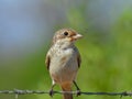 Common shrike Laniidae Close Up Royalty Free Stock Photo