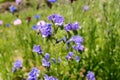 Shrill carder bee landing on a blue viper`s bugloss flower