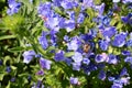 Shrill carder bee feeding from blue viper`s bugloss flowers