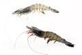 Shrimp Royalty Free Stock Photo