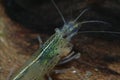 Shrimp 13 Royalty Free Stock Photo