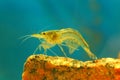 Shrimp Royalty Free Stock Photo