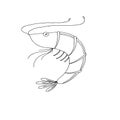 Shrimp sketchy drawing