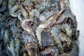 Shrimp Royalty Free Stock Photo