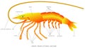 Shrimp anatomy